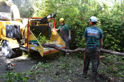 tree services Glen Allen